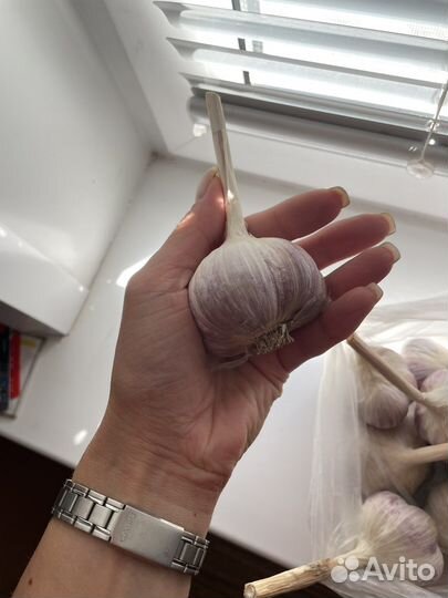 Чеснок домашний