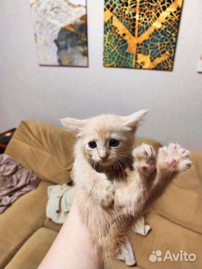 Рыжий котенок в добрые руки