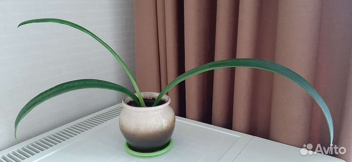 Гиппиаструм. Лилия цветок