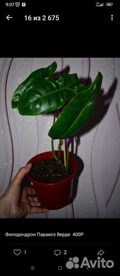 Комнатные цветы