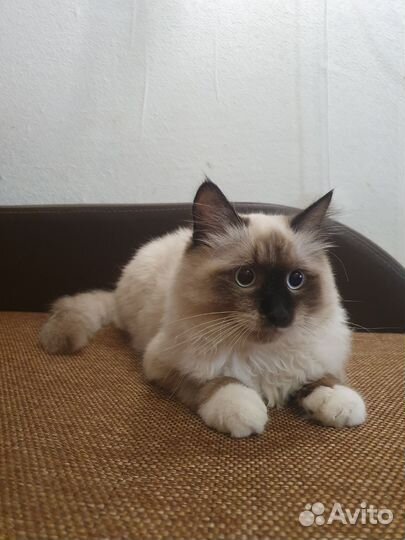 Сиамский кот