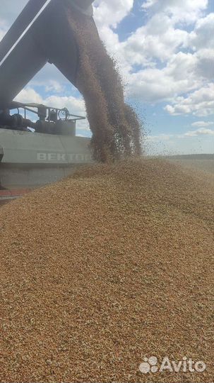 Зерно. Пшеница, Рожь, Овес, Ячмень.Отходы просяные