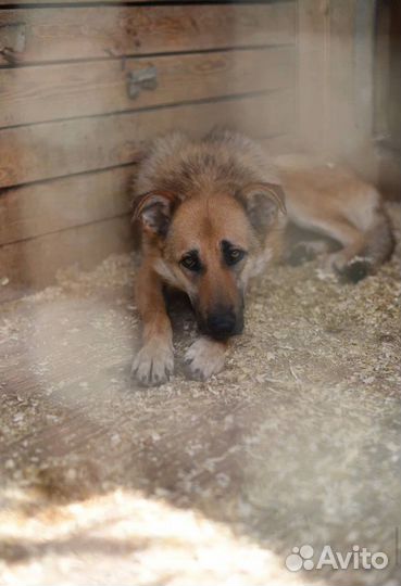 Винки Собака в добрые руки