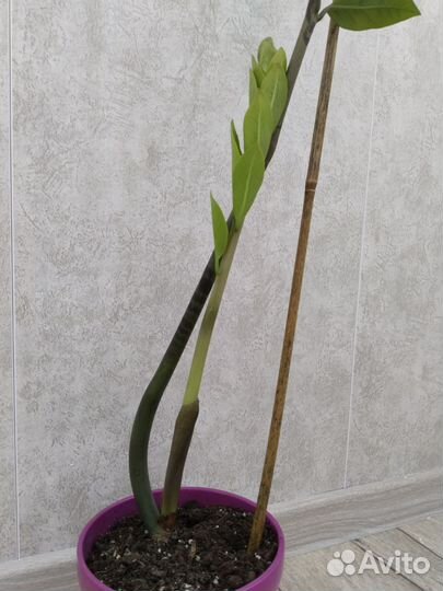 Замиокулькас