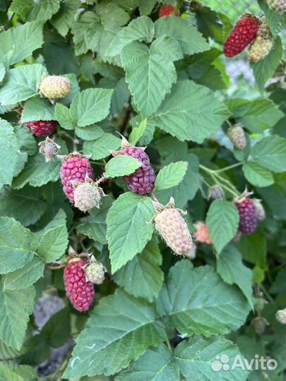 Ежемалина тайберри