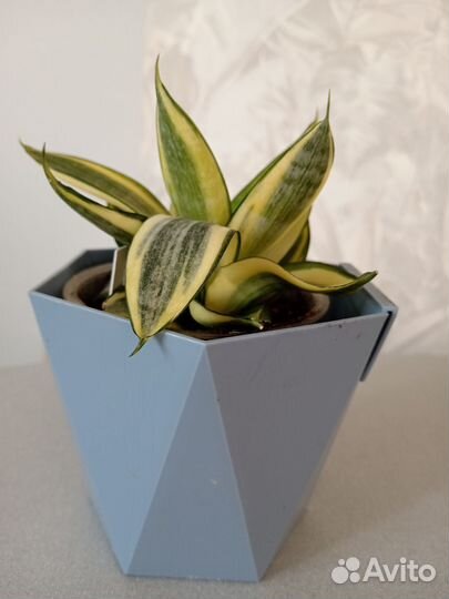 Сансевиерия ханни фаворит