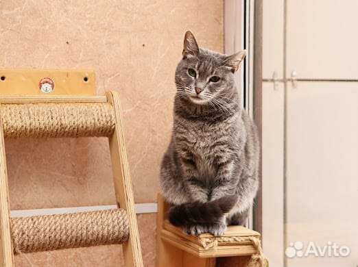 Мраморная кошечка Мишель в добрые руки