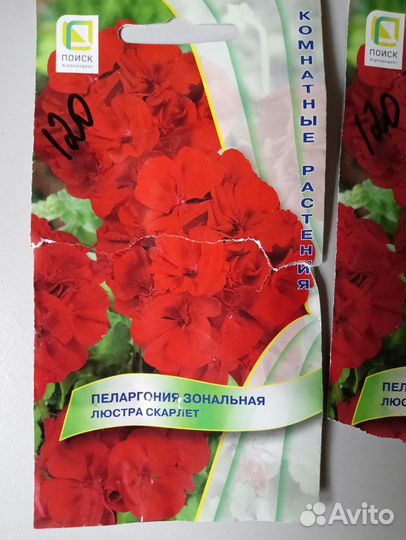 Пеларгония Люстра Скарлет Зональная