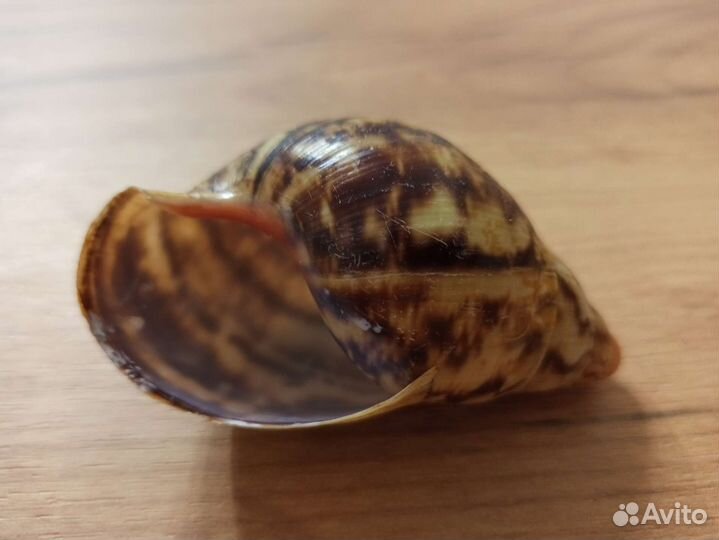 Морская раковина