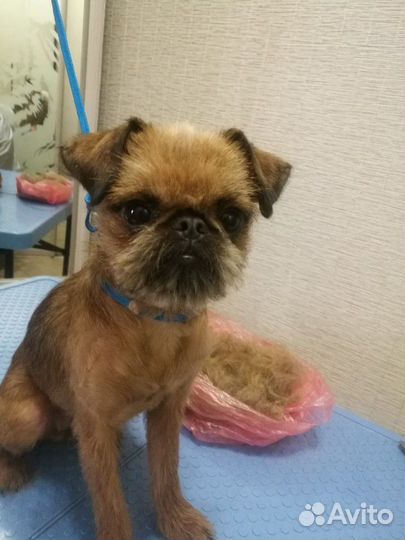 Стрижка кошек и собак