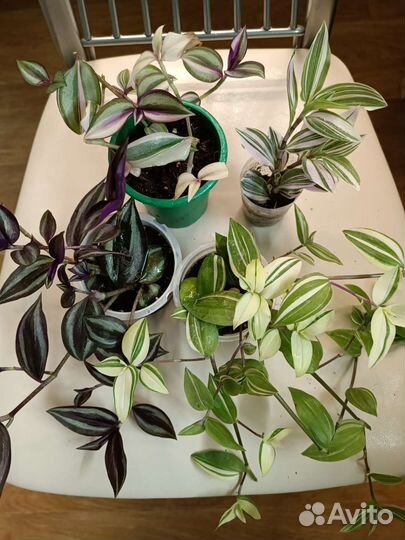 Традесканция