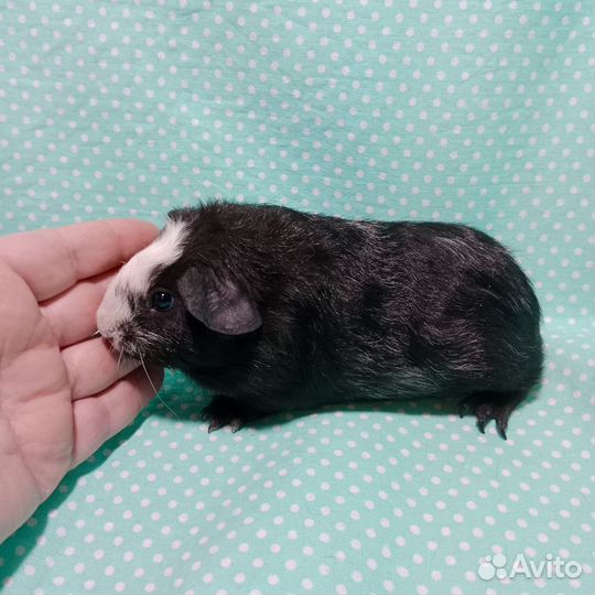 Морские свинки