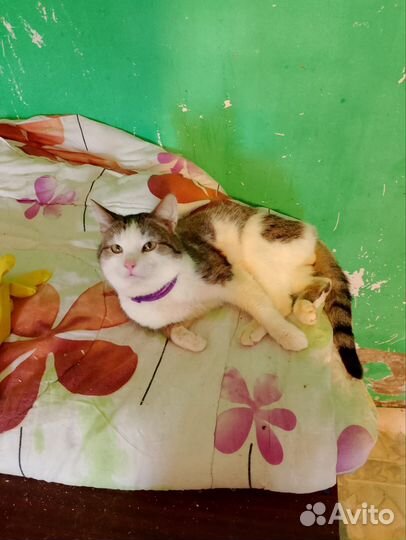 Котик в добрые руки