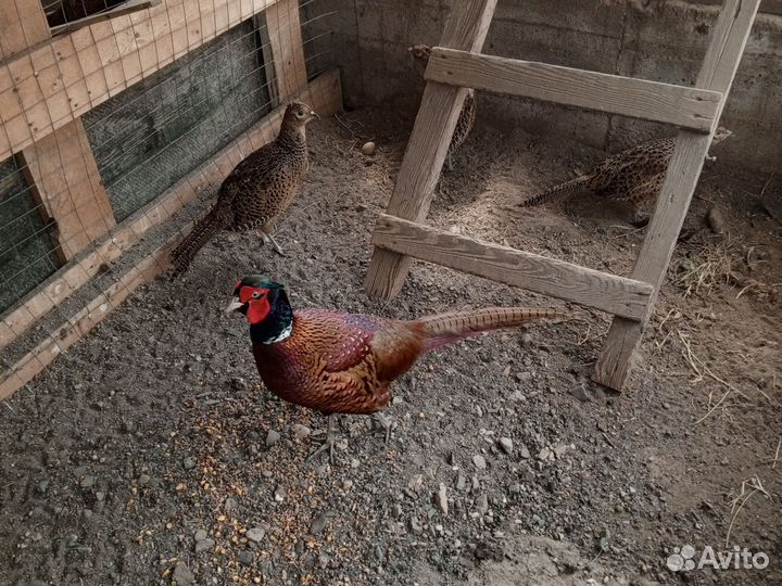 Инкубационное яйцо Фазан охотничий