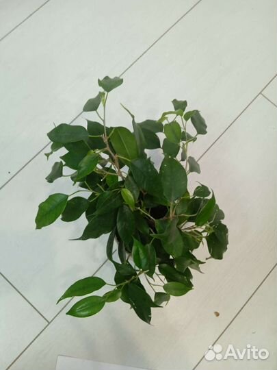 Фикус бенджамина