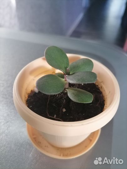 Пеларгония герань и толстянка