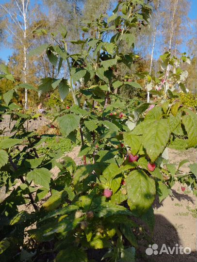 Ремонтантная малина