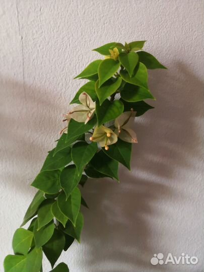 Бугенвиллея