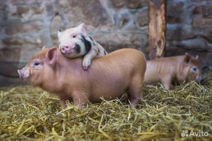 Поросята вьетнамские, дикие, белые, помесные