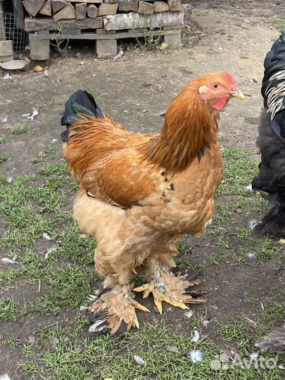 Петух Брама