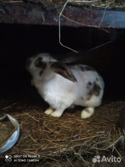 Кролики(самки)