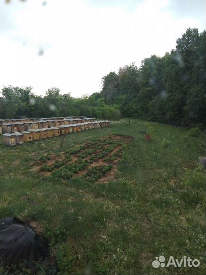 Продам пчелосемьи карника