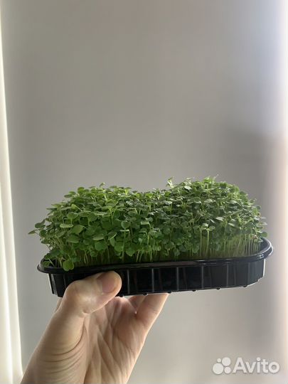 Микрозелень