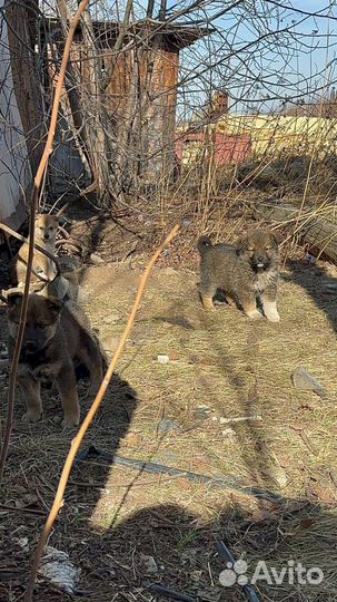 Щеночки ищут дом