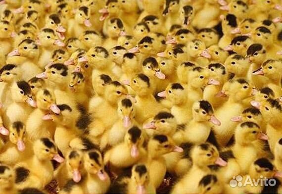 Цыплята бройлера, индейки, муларды, индоутки и т