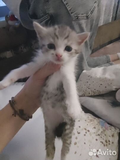 Котята в добрые руки даром девочка