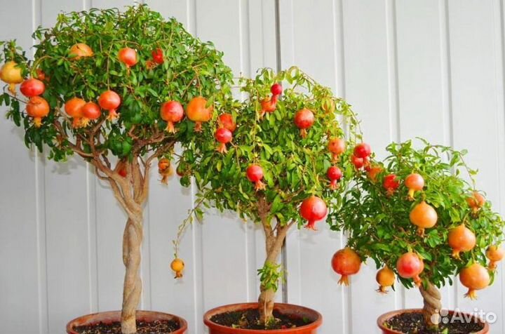 Комнатный гранат, семена