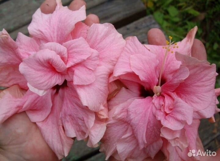 Гибискусы махровые белый и розовый