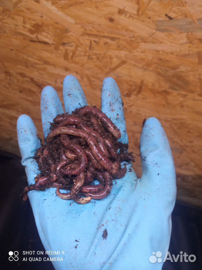 Червь Дендробена для рыбалки