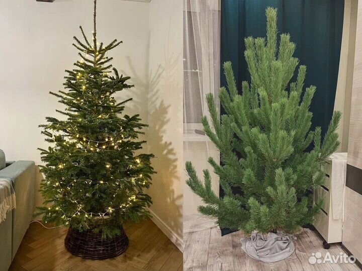 Живые елки оптом с доставкой