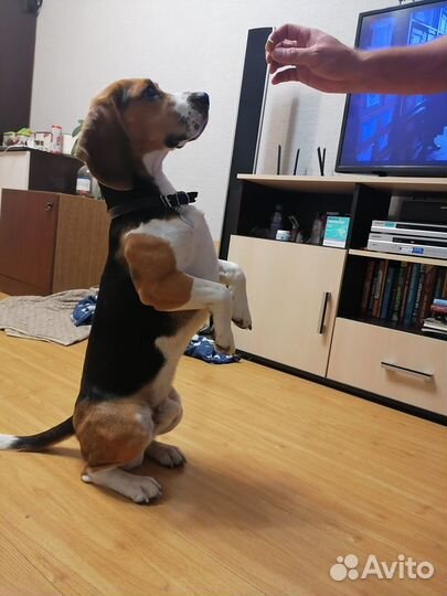 Вязка бигль