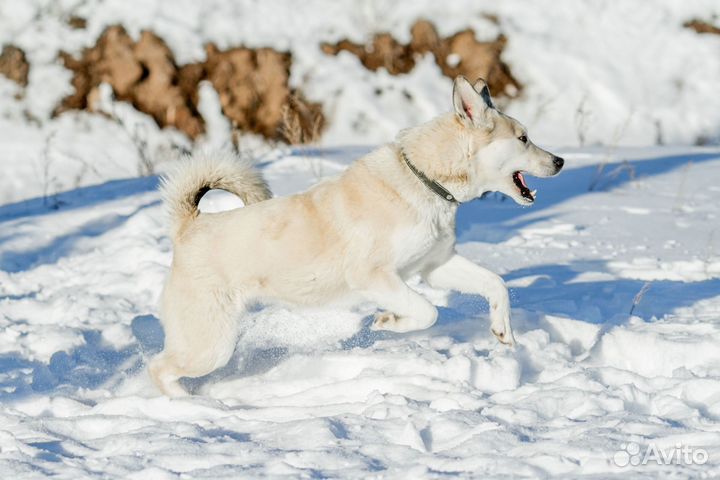 Метис лайки Ауди в добрые руки