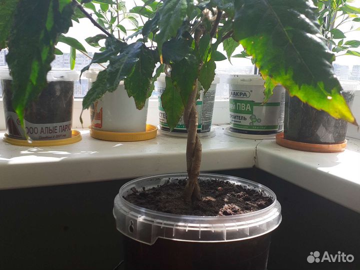 Гибискус вариегатный (пестролистный)