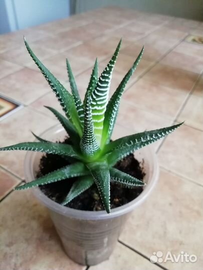 Хавортия полосатая