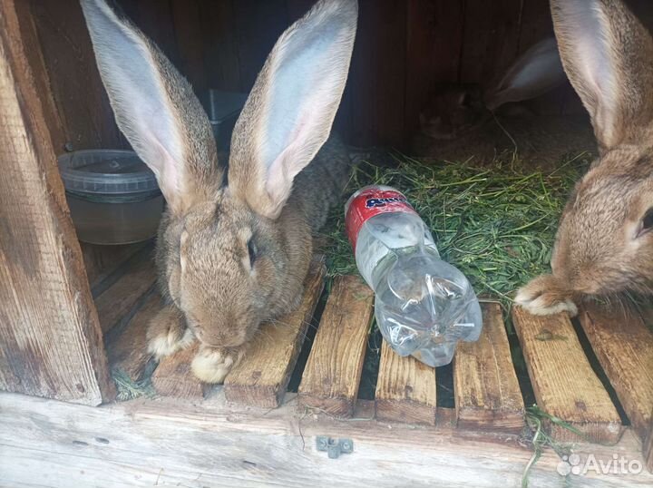 Домашние кролики