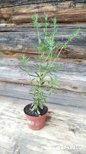 Пряные травы