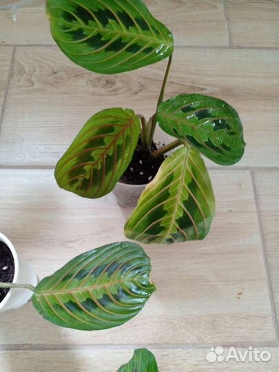 Маранта триколор