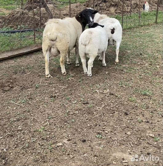 Дорпер (чистые) матки