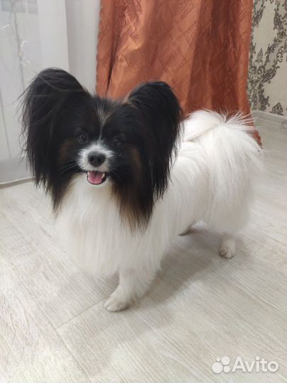 Вязка Папильон