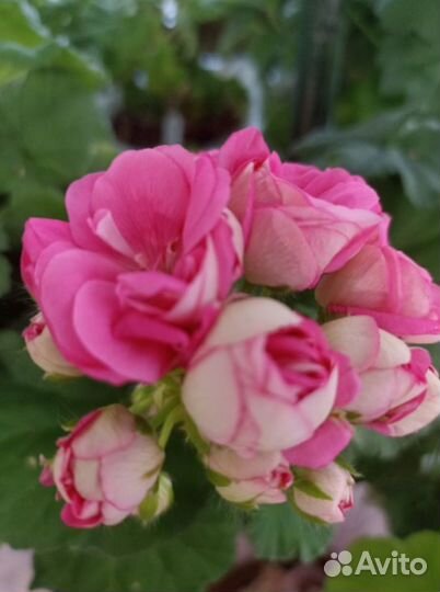 Пеларгония герань Мара Чаровница