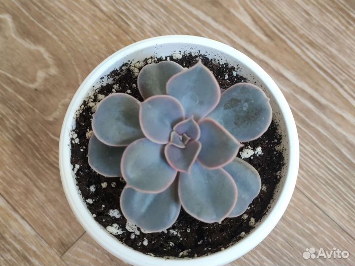 Ехеверия лиловая