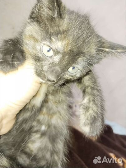 Котята бесплатно