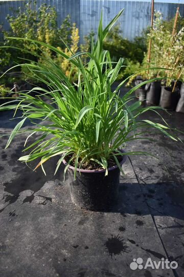 Лилейник Стелла де Оро