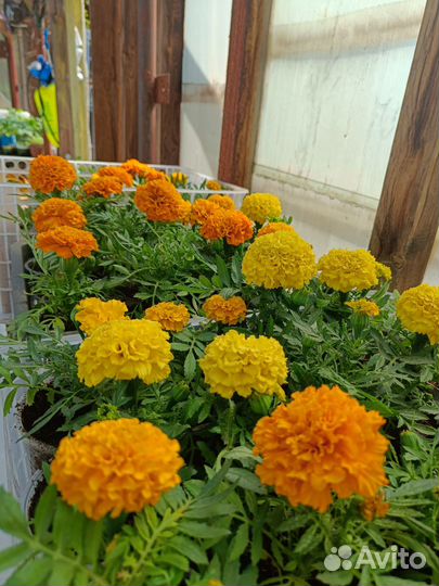 Рассада цветы и овощей