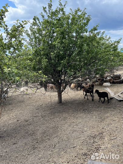 Курдучные овцы и ягнята на курбан байрам 300 голов