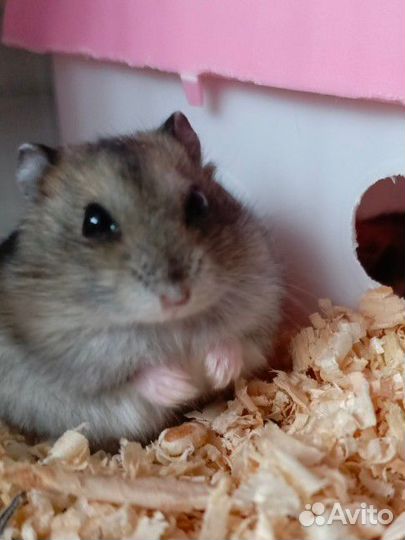 Продам джунгарика